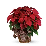 Teleflora: 20% OFF Xmas Flower Collection!