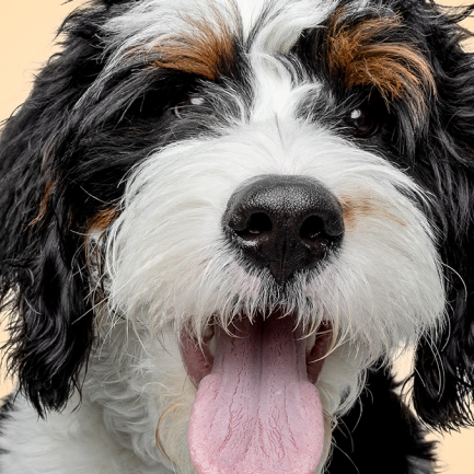 PetMeds：纪念日大促！选购宠物药品