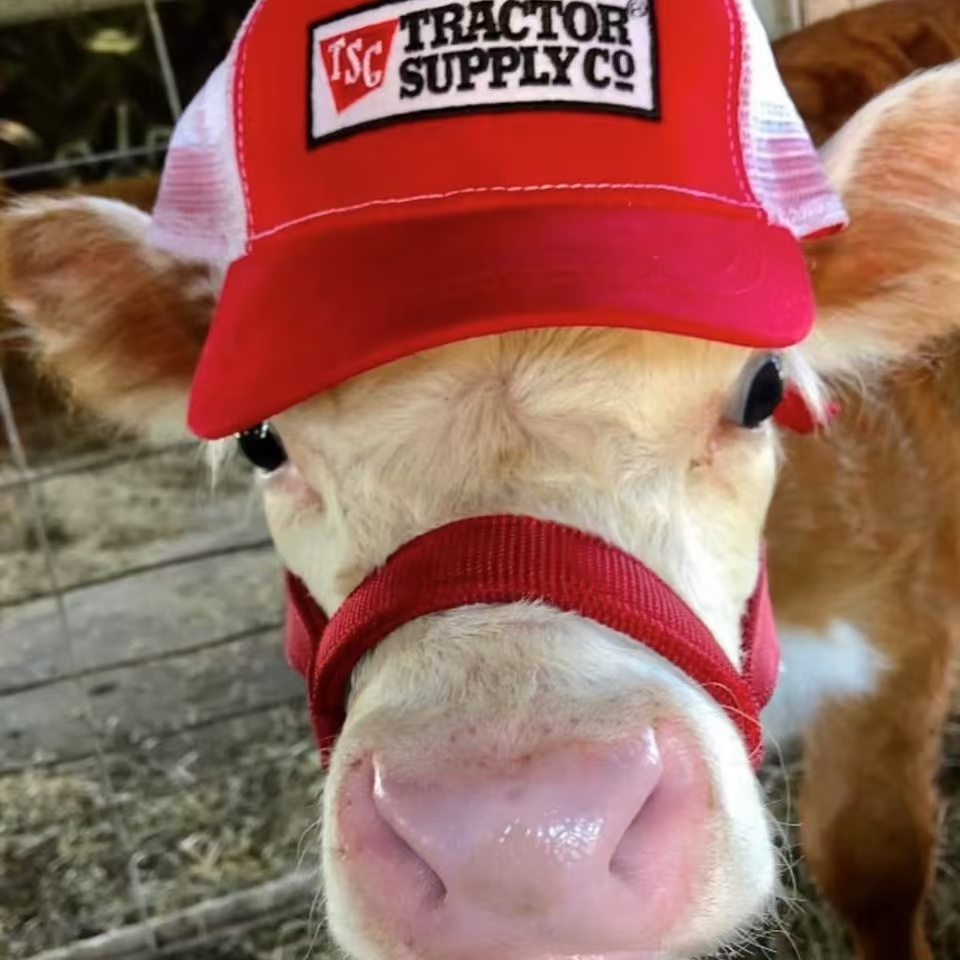 Tractor Supply：纪念日大促 精选百货热卖