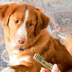 Petco：精选 GREENIESTM 宠物洁牙零食大促