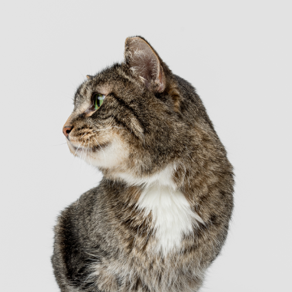 PetMeds：宠物百货清仓热卖！选购背带、玩具、伊丽莎白圈