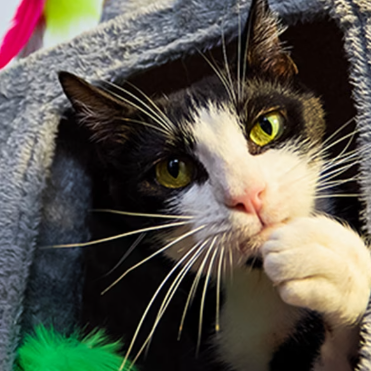 Petco：猫猫用品清仓价！选购猫粮、项圈背带、猫爬架等