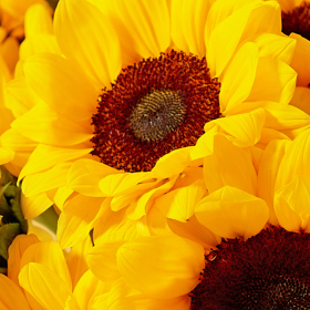 1800flowers.com：年度向日葵促销活动！