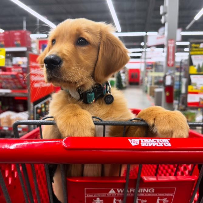 Tractor Supply：本周热卖精选 万圣节南瓜灯$7.99