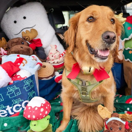 Petco：精选狗狗零食&磨牙棒等第二件半价