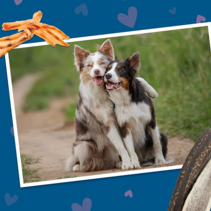 Best Bully Sticks：精选宠物零食首低至6折