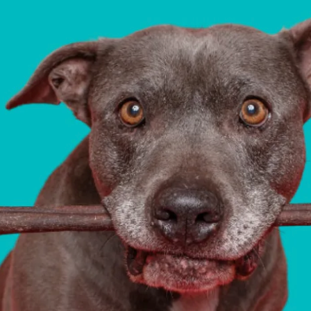 Best Bully Sticks：精选宠物零食热卖