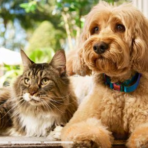 Chewy：全场萌宠食品、玩具等大促