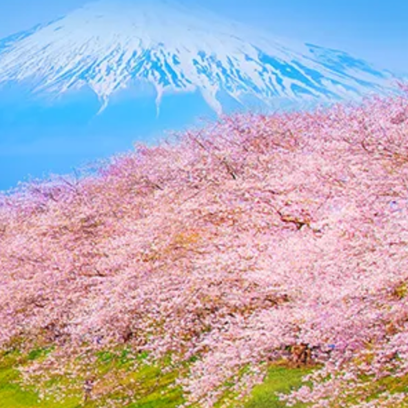 Trip.com (Global)：精选日本酒店好价，低至5折