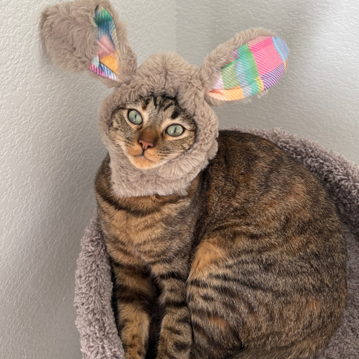 Petco：猫咪月特惠 选购湿粮/干粮组合装、猫零食、猫砂套装等