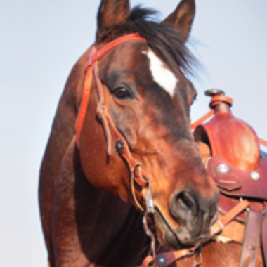 Horse.com：满$129最高低至7折