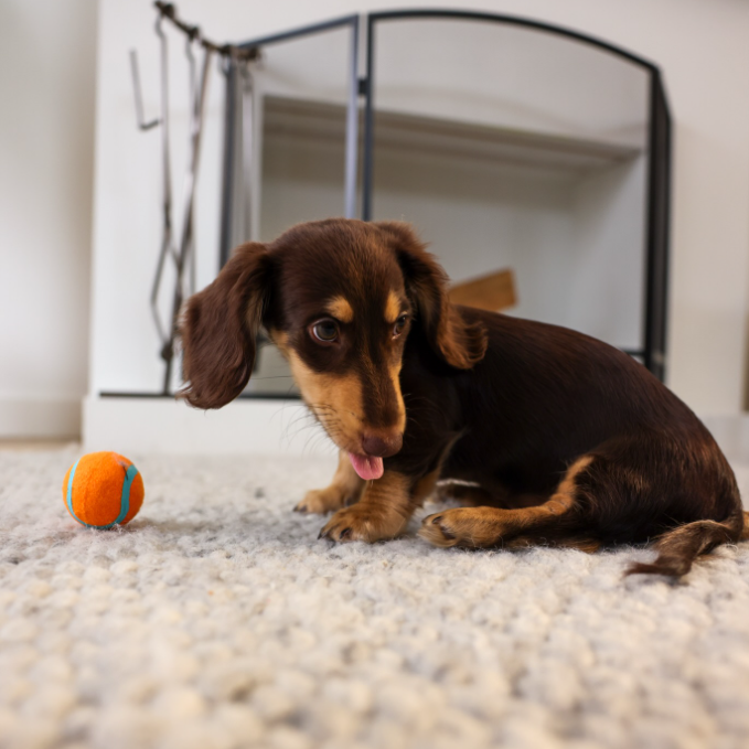 Petco：阵亡将士纪念日促销！购宠物必备用品