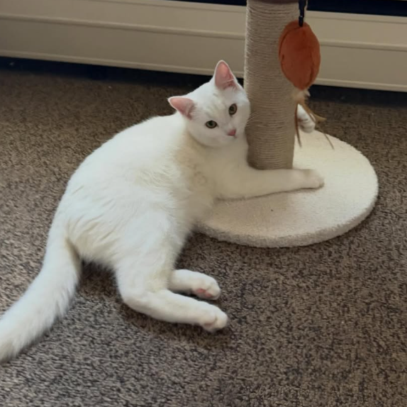 Petco：猫粮及零食专场特卖