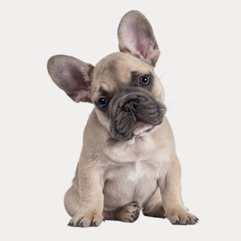 Pet Supermarket：Purina 满赠奖励
