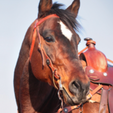 Horse.com：7 月马具装备促销
