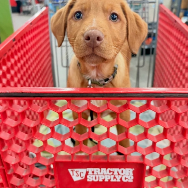 Tractor Supply：户外露营装备特卖季