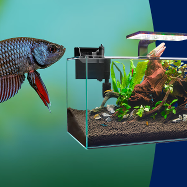 Petco：开放式玻璃鱼缸半价