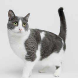 PetMeds：救援与预防产品最后特惠
