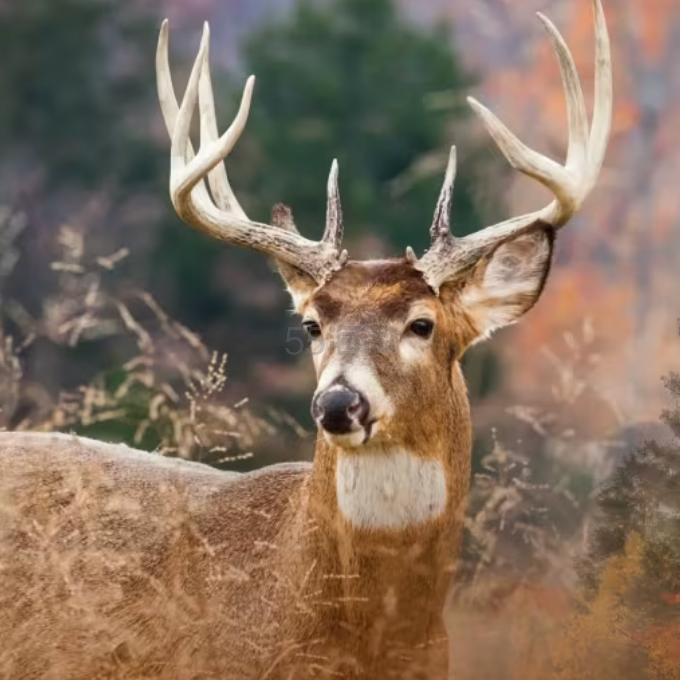 Bass Pro Shops：打猎季特卖 精选单品低至6.5折